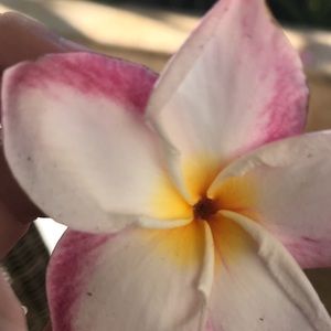 Meet your Posher, Rachel